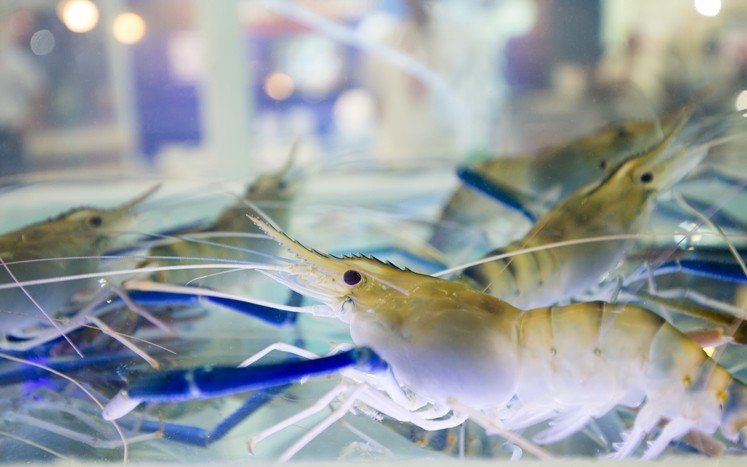 How Can Shrimp Feed Pellet Machines Be Used In Small-Scale Aquaculture Operations